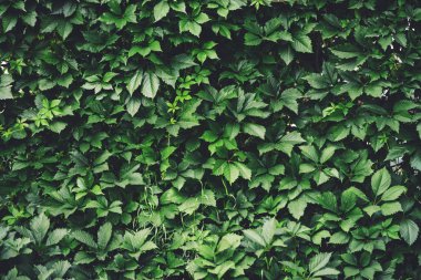 İlkbaharda büyük yeşil yaprakların çit. Parthenocissus henryana yeşil çit. Kız sıcağına üzümlerin doğal arka planı. Parthenocissus inserta çiçek dokusu. Zengin yeşillik. Botanik bahçesinde bitkiler.