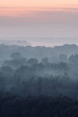 Sabahın erken saatlerinde ormanın gizemli manzarası. Tayga 'da şafak öncesi gökyüzünün altındaki ağaç siluetlerinin arasındaki ürkütücü sis. Soluk mavi tonlarda görkemli doğanın atmosferik minimalistik manzarası