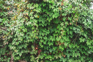 Parthenocissus henryana yeşil çit yakın. Kopya alanı ile girlish üzüm Sonbahar arka plan. Parthenocissus inserta ayrıntılı doku. Sonbaharda yeşil ve kırmızı yaprakların Çit.