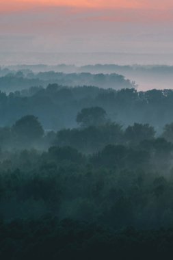 Sabahın erken saatlerinde sis altında ormanın tepesinden mistik bir manzara. Sıcak şafak öncesi gökyüzü altında taiga ağaç siluetleri katmanları arasında Sis. Görkemli doğanın sabah atmosferik minimalist manzara.
