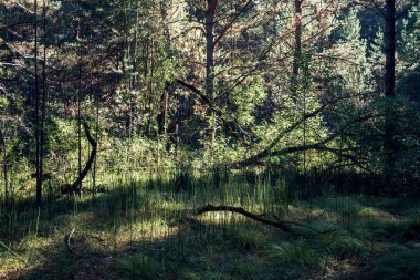 Karanlık kozalaklı ormanda kasvetli bir atmosfer. Yüksek köknar ve çam arka plan üzerinde kuru pürüz. Gölgede iğne yapraklı ağaçlar. Yeşil koyu tonlarda korku ürkütücü atmosferik manzara. Dallar arasında güneş ışığı.