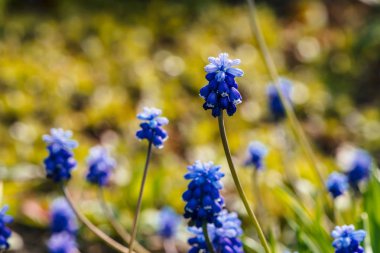 Yeşillik güneşli arka plan birkaç güzel mavi bluebells. Resimli kobalt çiçekleri kopya alanı ile yeşil otlar ile çevrili. Küçük cyan muscari yakın çekim. Güneş ışığında renkli sümbül.