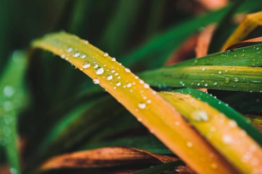 Çiy damlaları ile güzel canlı parlak yeşil ve sararmış çim kopya alanı ile yakın çekim. Saf, hoş, güzel yeşillik. Makroda yağmur damlaları. Yağmur havasında yeşil sarı dokulu bitkilerden arka plan