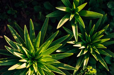 Güneş ışınlarındaki zambakların yeşil yaprakları. Yukarıdan görüntüleyin. Yıldız şeklinde yapraklar.