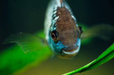 Nannacara mı? Yosun bir arka plan üzerinde Mavi balık.