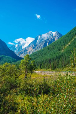 Dağ deresi yakınlarındaki dağlık bitki örtüsü güzel buzuldan önce. Dağların arkasında ormanlı karlı kayalar. Mavi gökyüzünün altındaki dev karlı kayalık sırtta dev bulutlar. Atmosferik manzara. Zengin bitki..