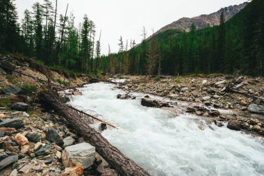 Vahşi Dağ Deresi 'ndeki buzuldan taşlı harika bir hızlı su akıntısı. Dere manzarası, zengin bitki örtüsü, orman ve dağ arka planda. İskoçya 'nın atmosferik manzarası.