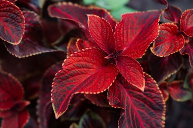 Makro dev sergi rustik kırmızı coleus. Sarı kenarlık yakın çekiminanılmaz kırmızı yaprakları. Kopya alanı ile zengin bitki pitoresk doğal arka plan. Büyük coleus yapraklarıgüzel doku.