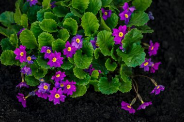 Sulu yeşil yaprakları ile primula güzel mor çiçekler yakın zemin de büyür. Makro birçok küçük mor bitkiler. Küçük çiçek açan çuha çiçeği grubundan arka plan.