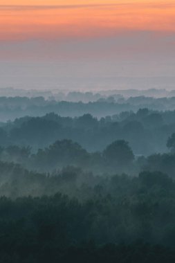 Sabahın erken saatlerinde sis altında ormanın tepesinden mistik bir manzara. Sıcak şafak öncesi gökyüzü altında taiga ağaç siluetleri katmanları arasında Sis. Görkemli doğanın sabah atmosferik minimalist manzara.