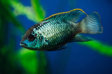 Nannacara mı? Yosun bir arka plan üzerinde Mavi akvaryum balık.