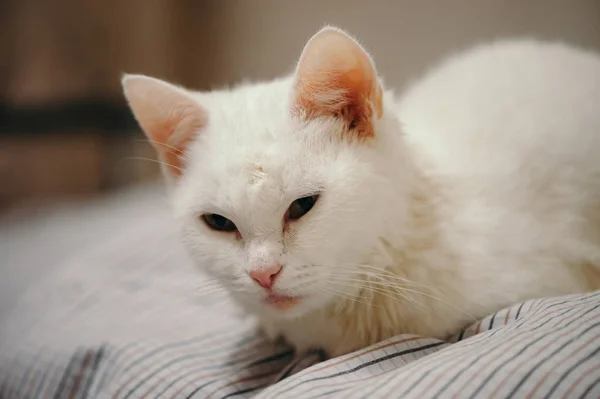 Gato Branco Está Cama — Fotografia de Stock