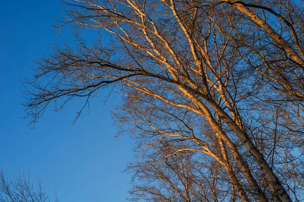 Början Våren Trädet Mot Himlen — Stockfoto