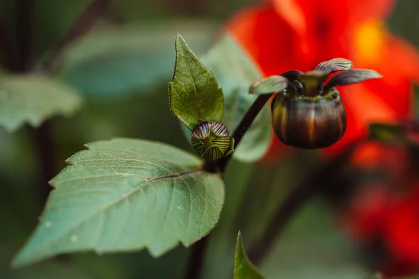 Gemme Brune Fiori Rossi Dahlia — Foto Stock