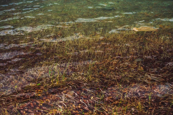 Plantes Sur Fond Lac Montagne Avec Eau Propre Ondulations Réflexions — Photo