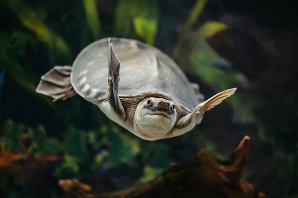 Carettochelys Insculpta Pig Nosed Turtle Swimming Aquarium — Stock Photo, Image