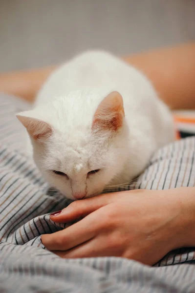 Beyaz Kedi Yatağın Üstünde Kadın Uzuvları Kedi Koklayan Kızın Eli — Stok fotoğraf