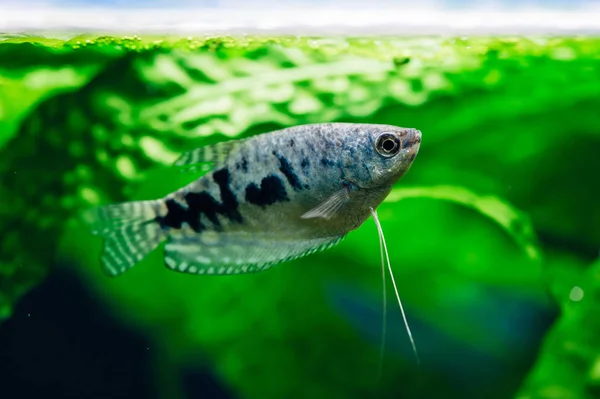 Gourami Alga Háttér Kékhal — Stock Fotó