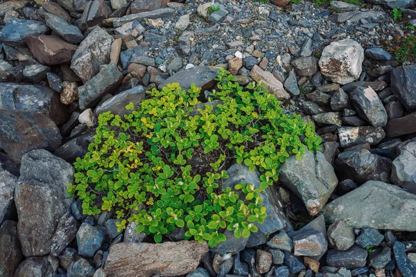 Fluxo Pedregulho Multicolorido Uma Pedra Solta Perto Plantas Entre Pedras — Fotografia de Stock