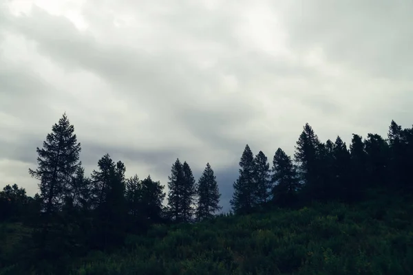 Dark Silhouettes Old High Pines Spruces Upwards Background Cloudy Sky — Stock Photo, Image