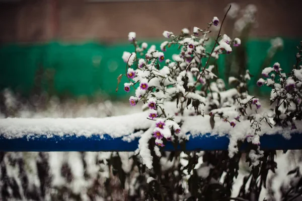 Осенний Цветок Снегу Зима Пейзаж Атмосферная Фотография — стоковое фото
