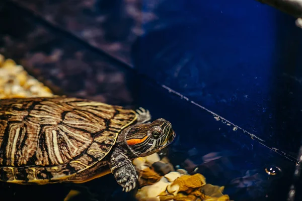 Family Turtles Swim Aquarium Trachemys Scripta — Stock Photo, Image