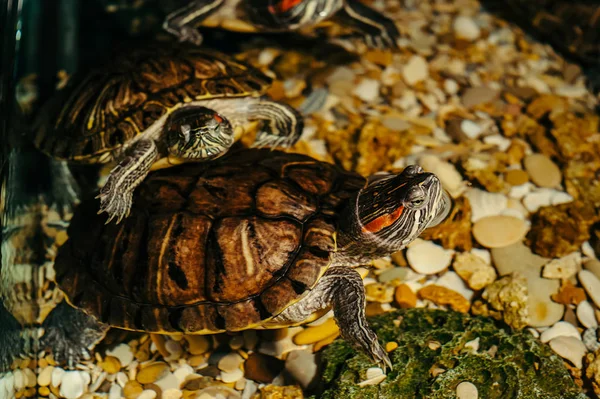Eine Familie Von Schildkröten Schwimmt Einem Aquarium Trachemys Scripta — Stockfoto