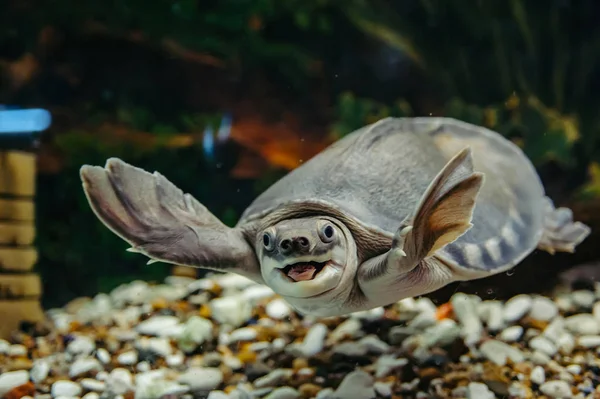 Carettochelys insculpta. Neşeli kaplumbağa suyun altında yüzer. Komik hayvanlar.