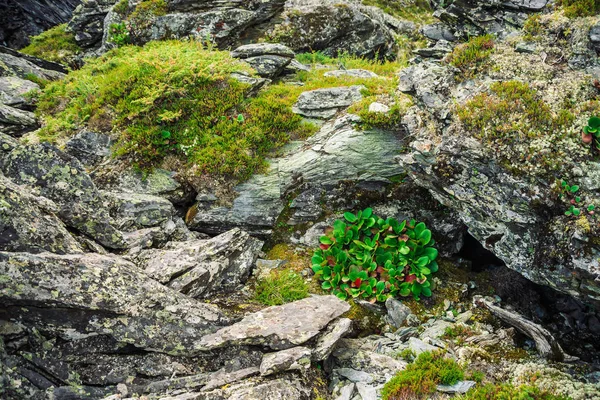 Зелене Червоне Листя Крассіофолії Крупним Планом Дивовижна Рослина Росте Скелі — стокове фото