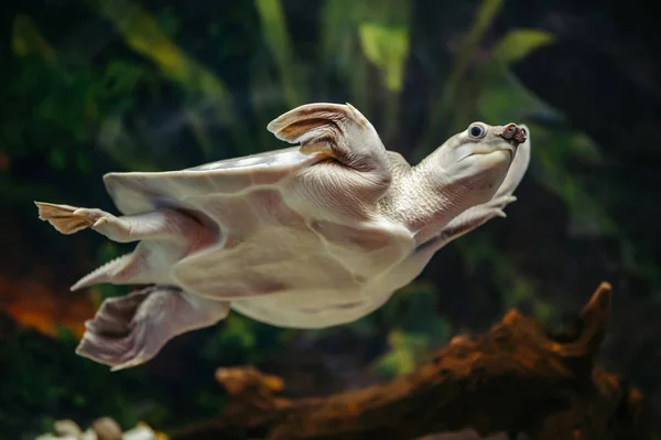 Pas Chelys Skulpturen Pig Næsede Skildpadde Svømmer Akvarium - Stock-foto
