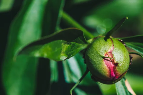 Small black ants creep on young peony bud in macro. Green pink unblown bud with long green leaves close-up. Amazing vivid scenic macro world. Insects on flower with copy space. Beautiful young peonies