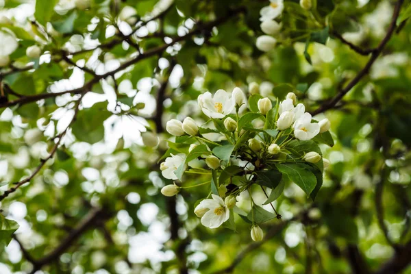 Ağaç Cerasus Yakın Çekim Güzel Çiçekler Kopya Alanı Ile Makro — Stok fotoğraf