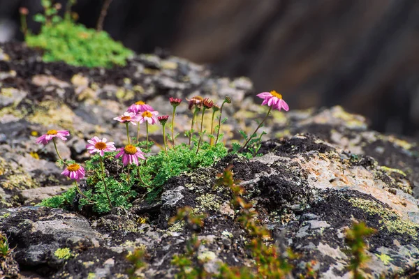 Aster Alpinus Rośnie Skałach Wśród Kamieni Niesamowite Różowe Kwiaty Żółtym — Zdjęcie stockowe