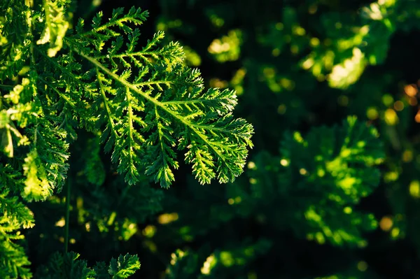 Güneşli Bir Akşamda Yeşil Çim Bir Arka Plan Üzerinde Tansy — Stok fotoğraf