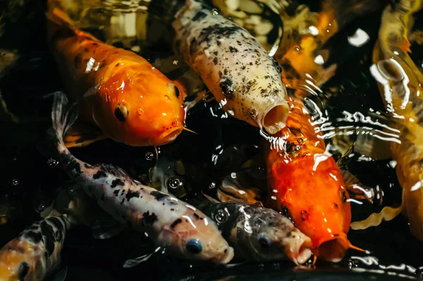 Fancy Carp Koi Fish Sont Rouge Orange Blanc Noir Vue — Photo
