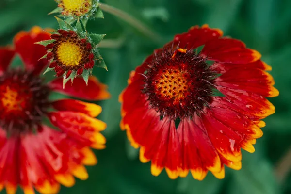 Gaillardia Pulchella Floración Escénica Macro Increíble Flor Roja Amarilla Húmeda — Foto de Stock