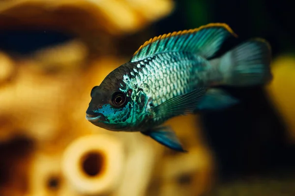 Nannacara Pescado Azul Fondo Barco Decorativo Cerámica Amarillo —  Fotos de Stock