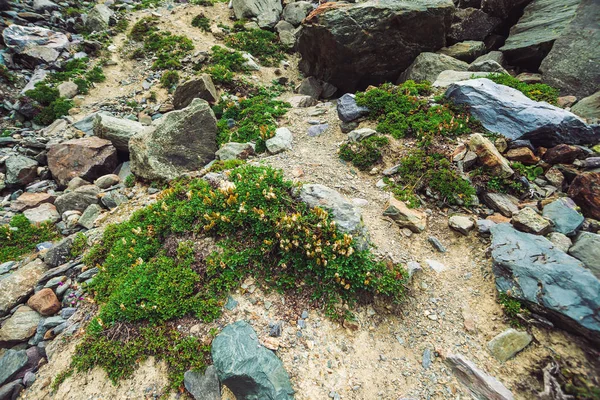 Вид Гірську Стежку Серед Різнокольорових Каменів Валуна Крупним Планом Багата — стокове фото