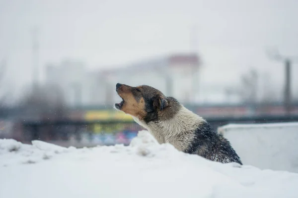 The yard dog sits in the snow in winter. The dog howls from the cold and hopelessness.
