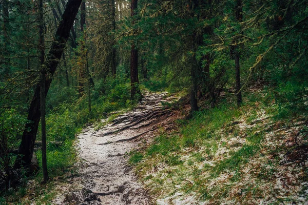 Hailstone Szlaku Ciemnym Lesie Iglastych Nastrojowy Krajobraz Leśny Bogatą Florą — Zdjęcie stockowe