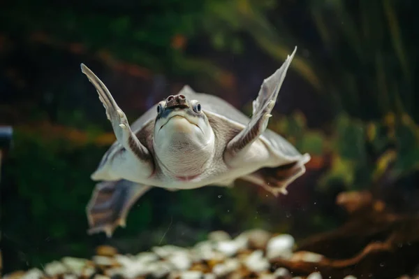 Carettochelys Insculpta Merry Turtle Swims Water Funny Animals — Stock Photo, Image