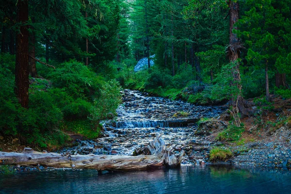Mountain creek flows into lake in dark time. Rich vegetation of mountains. Huge boulder near brook in forest. Fallen tree trunk in water. Atmospheric beautiful landscape. Amazing nature of highlands.
