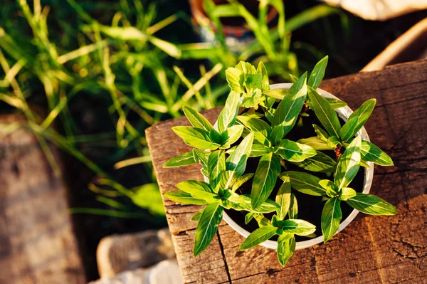 Bibit Catharanthus Dalam Pot Putih Pada Permukaan Kayu Malam Yang — Stok Foto