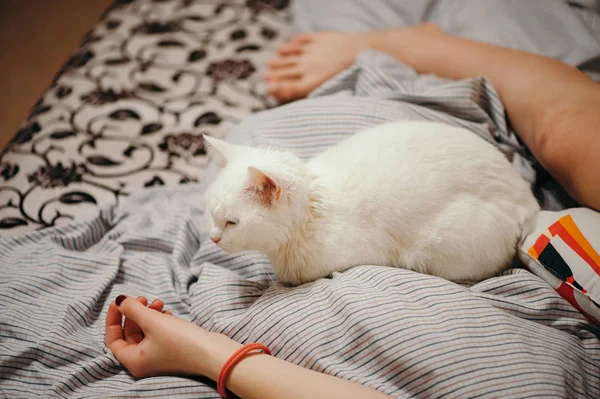 Beyaz Kedi Yatağın Üstünde Kadın Uzuvları Kadın Eli Bacağı — Stok fotoğraf