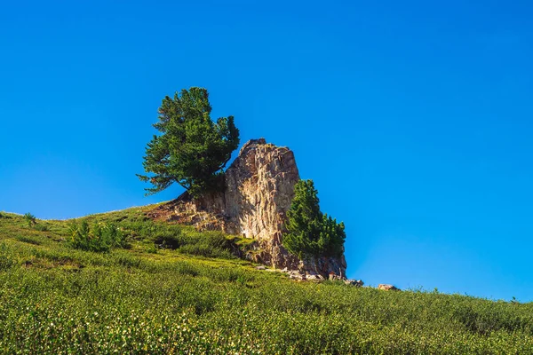 Amazing cedar grows on beautiful rocky stone on green hill in sunny day. Rich vegetation of highlands under blue sky. Branches of coniferous tree shine with sun. Unimaginable mountain landscape.
