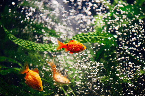 Barbus in the aquarium. Gold fish. Bubbles. Swirl.