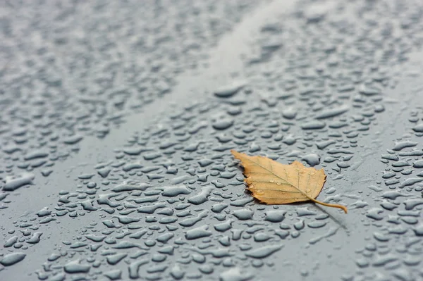 Žlutý List Mokrém Povrchu Dešťové Kapky — Stock fotografie