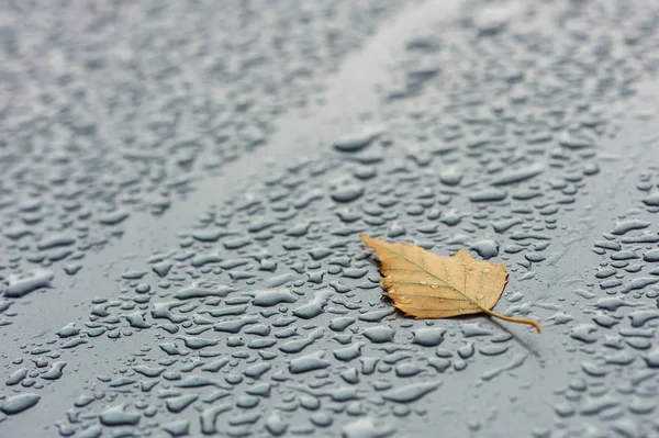 Hoja Amarilla Sobre Una Superficie Húmeda Gotas Lluvia — Foto de Stock