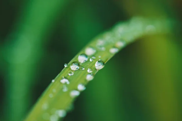 Beautiful Vivid Shiny Green Grass Dew Drops Close Copy Space — Stock Photo, Image