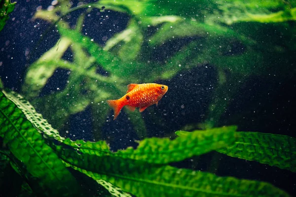 Barbus Ett Akvarium Närbild Guldfisk Bubblor Virvel — Stockfoto